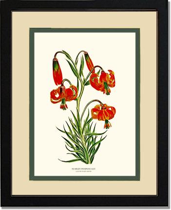 Lily, Scarlet Pompone | Flower/Floral Art Print
