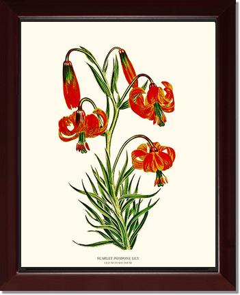 Lily, Scarlet Pompone | Flower/Floral Art Print
