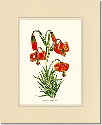 Lily, Scarlet Pompone | Flower/Floral Art Print