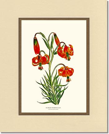 Lily, Scarlet Pompone | Flower/Floral Art Print