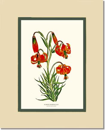 Lily, Scarlet Pompone | Flower/Floral Art Print