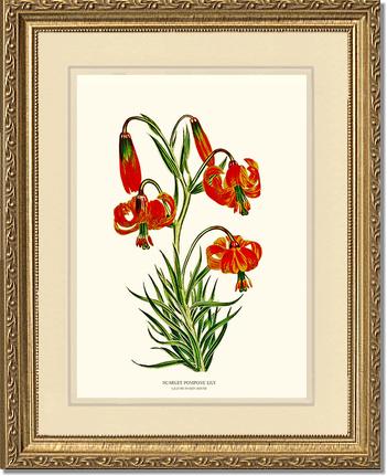 Lily, Scarlet Pompone | Flower/Floral Art Print