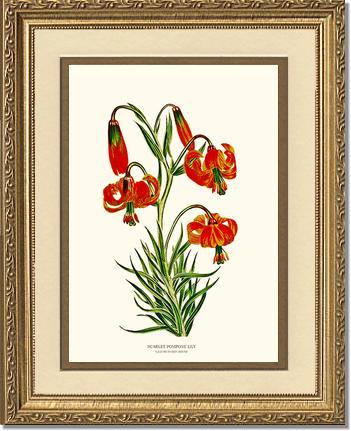 Lily, Scarlet Pompone | Flower/Floral Art Print