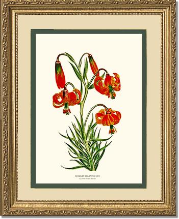 Lily, Scarlet Pompone | Flower/Floral Art Print