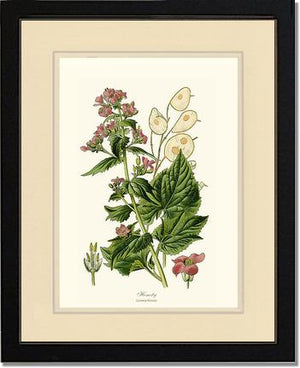 Honesty | Flower/Floral Art Print