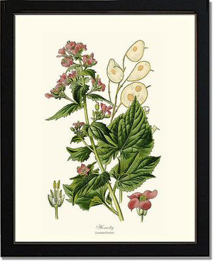 Honesty | Flower/Floral Art Print