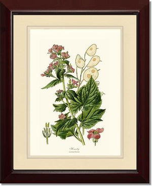 Honesty | Flower/Floral Art Print
