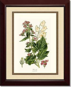 Honesty | Flower/Floral Art Print