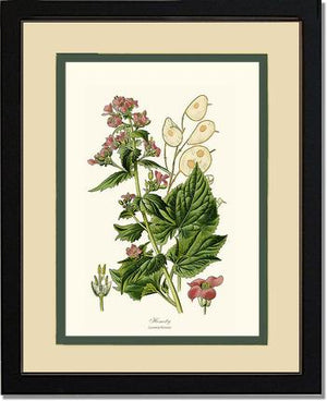 Honesty | Flower/Floral Art Print