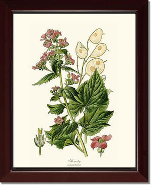 Honesty | Flower/Floral Art Print