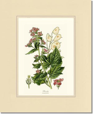 Honesty | Flower/Floral Art Print