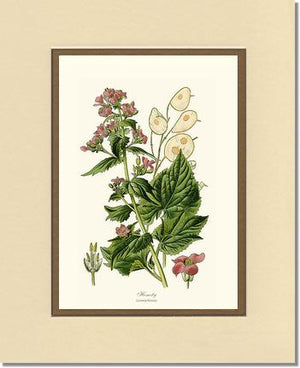 Honesty | Flower/Floral Art Print