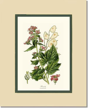 Honesty | Flower/Floral Art Print