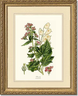 Honesty | Flower/Floral Art Print