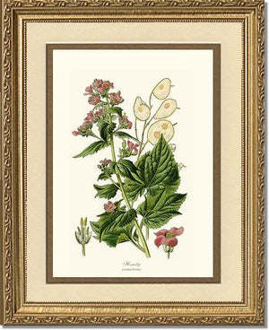 Honesty | Flower/Floral Art Print