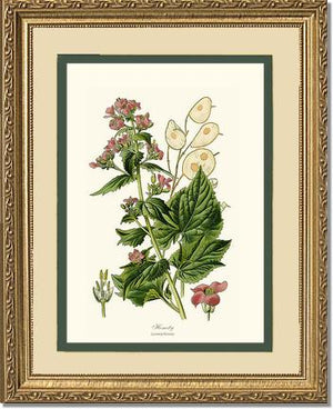 Honesty | Flower/Floral Art Print