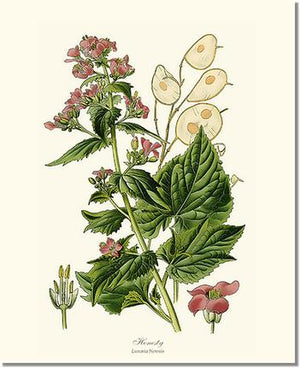 Flower Floral Print: Honesty Lunaria Money Plant