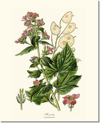 Honesty | Flower/Floral Art Print