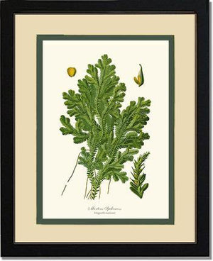 Martens Spikemoss Botanical Wall Art Print-Charting Nature