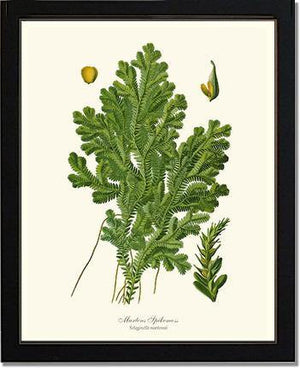 Martens Spikemoss Botanical Wall Art Print-Charting Nature