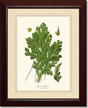 Martens Spikemoss Botanical Wall Art Print-Charting Nature