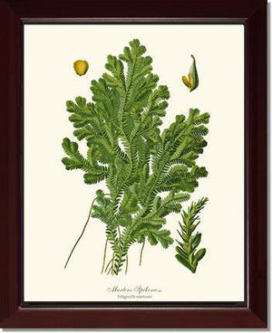 Martens Spikemoss Botanical Wall Art Print-Charting Nature