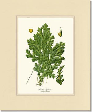 Martens Spikemoss Botanical Wall Art Print-Charting Nature