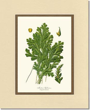 Martens Spikemoss Botanical Wall Art Print-Charting Nature