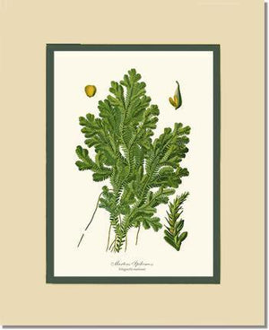 Martens Spikemoss Botanical Wall Art Print-Charting Nature