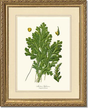 Martens Spikemoss Botanical Wall Art Print-Charting Nature