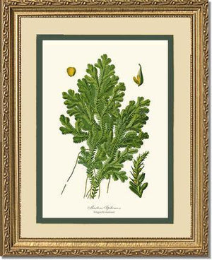 Martens Spikemoss Botanical Wall Art Print-Charting Nature