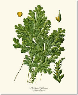 Martens Spikemoss Botanical Wall Art Print-Charting Nature