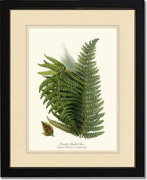 Prickly Shield Fern Botanical Wall Art Print-Charting Nature