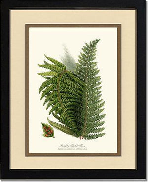 Prickly Shield Fern Botanical Wall Art Print-Charting Nature