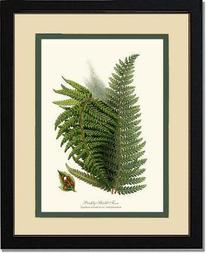 Prickly Shield Fern Botanical Wall Art Print-Charting Nature