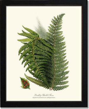 Prickly Shield Fern Botanical Wall Art Print-Charting Nature