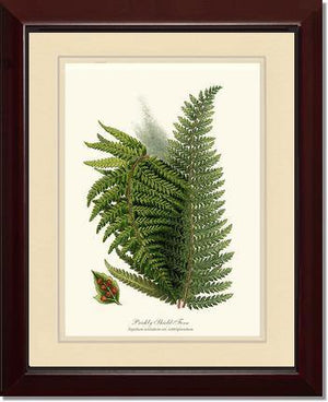 Prickly Shield Fern Botanical Wall Art Print-Charting Nature