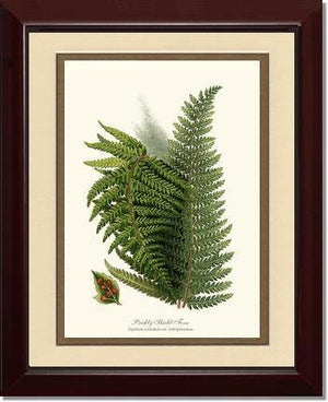 Prickly Shield Fern Botanical Wall Art Print-Charting Nature