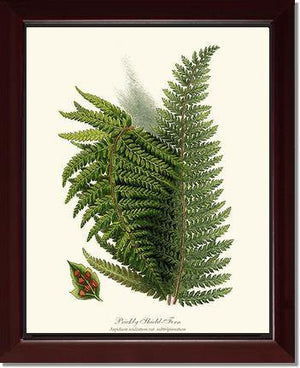 Prickly Shield Fern Botanical Wall Art Print-Charting Nature