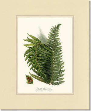 Prickly Shield Fern Botanical Wall Art Print-Charting Nature