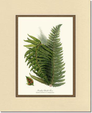 Prickly Shield Fern Botanical Wall Art Print-Charting Nature