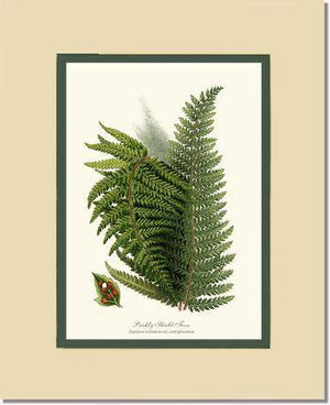 Prickly Shield Fern Botanical Wall Art Print-Charting Nature