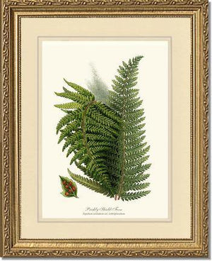 Prickly Shield Fern Botanical Wall Art Print-Charting Nature