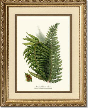 Prickly Shield Fern Botanical Wall Art Print-Charting Nature