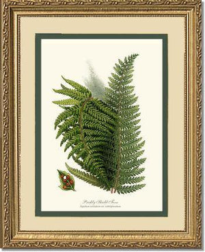 Prickly Shield Fern Botanical Wall Art Print-Charting Nature