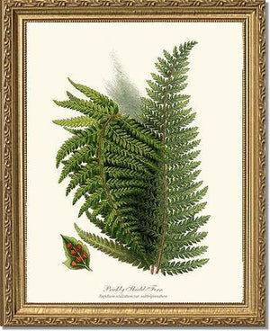 Prickly Shield Fern Botanical Wall Art Print-Charting Nature