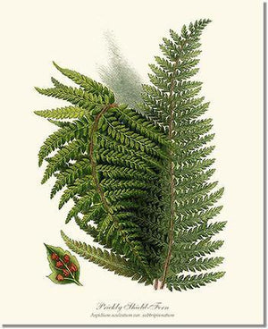 Prickly Shield Fern Botanical Wall Art Print-Charting Nature