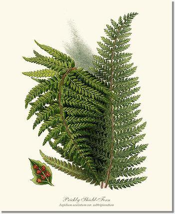 Prickly Shield Fern