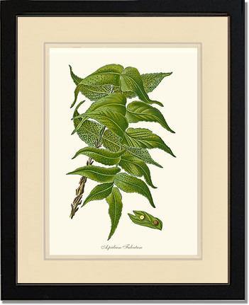 Aspidium Falcatum Botanical Wall Art Print-Charting Nature
