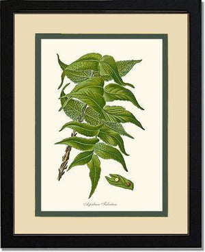 Aspidium Falcatum Botanical Wall Art Print-Charting Nature